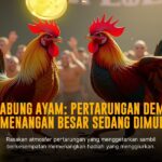 Mengenal Jenis Ayam Bangkok di Sabung Ayam SV388