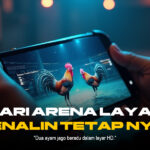 Mengenal Ayam Bangkok dalam Sabung Ayam SV388