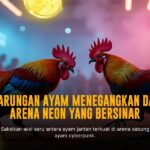 Kenali Ayam Bangkok: Raja Sabung Ayam di SV388