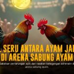 Kenali Ayam Bangkok, Raja Sabung Ayam dengan Peluang Menang Tinggi