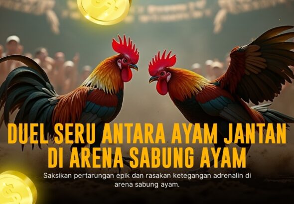 Kenali Ayam Bangkok, Raja Sabung Ayam dengan Peluang Menang Tinggi