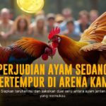 Kenali Ayam Bangkok: Raja Sabung Ayam SV388