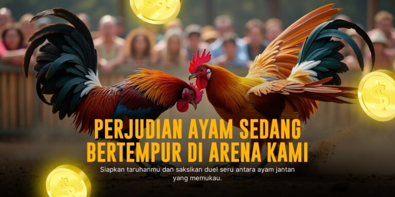 Kenali Ayam Bangkok: Raja Sabung Ayam SV388