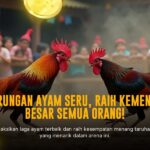 Mengenal Ayam Bangkok, Raja Sabung Ayam dengan Odds Terbaik di SV388