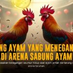 Mengenal Jenis Ayam Bangkok dalam Sabung Ayam SV388