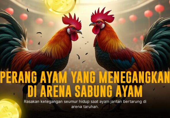 Mengenal Jenis Ayam Bangkok dalam Sabung Ayam SV388